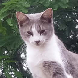 Eu Nonopichy - Premium City Illustration Gallery - Desktop