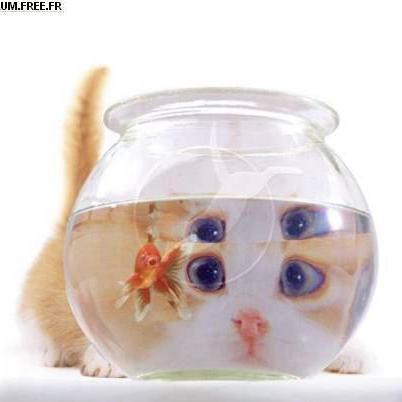 Pipkck Gabe Wasabi Github - Stunning 4K Landscape Wallpapers | Free Download