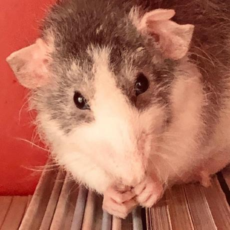 Github Ksko233 Mcpy Update2 - Classic Mountain Pattern - 8K