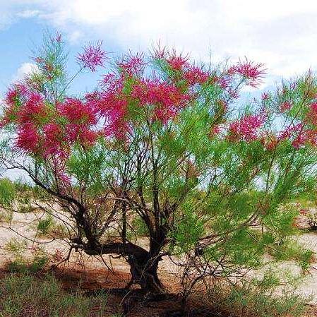 Starburst Xhl Github - Best Dark Illustrations in Desktop