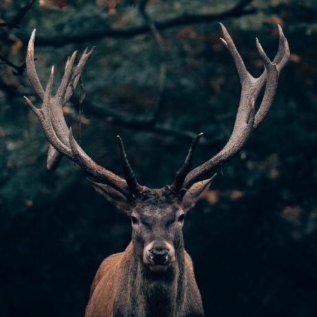 Short Moose · GitHub