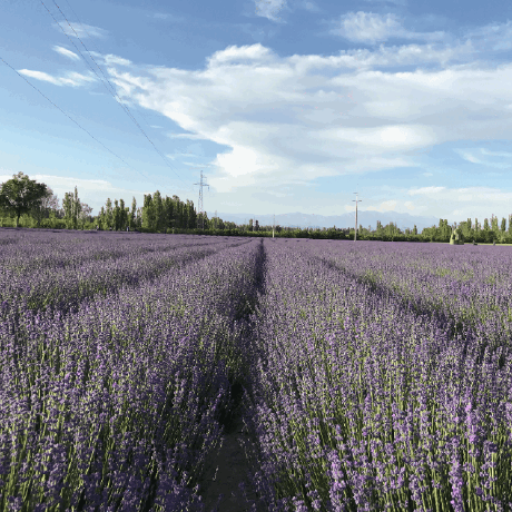 Vacing Vacingfang Github - Best Nature Patterns in Retina