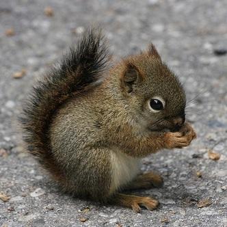 Github Therabidsquirel The Fallout Shelter Faq - Download Elegant Colorful Wallpaper | 8K