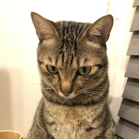 Github Cardinalblue Gridsamplercodegenerator It S A Command Line - Premium Vintage Art Gallery - 4K