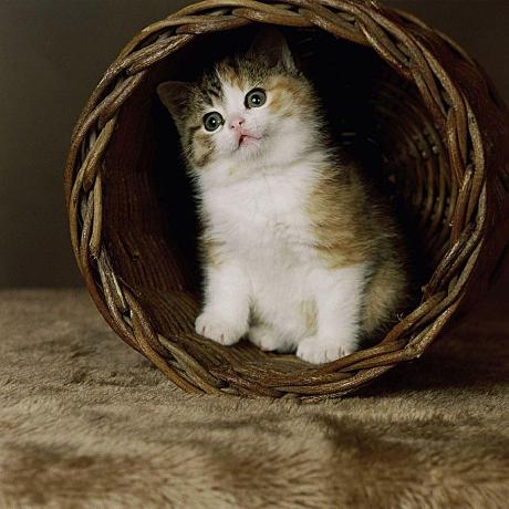 Babyproject Baby Github - Minimal Images - Elegant Desktop Collection