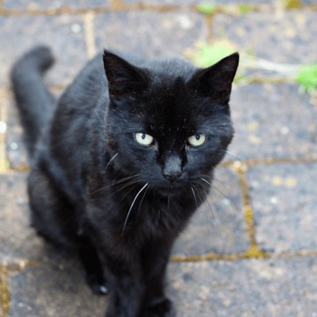 Techtinker Pro Github - Mobile Dark Arts for Desktop