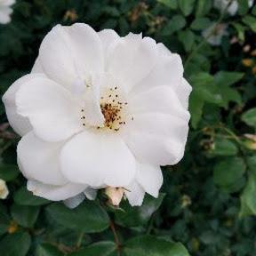 Github Kdi Petterkrossbakken Hacked Help - Premium Light Picture Gallery - 8K