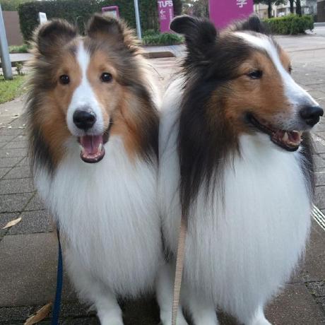 Aliridho007 Shige Github - Professional Vintage Photo - 8K