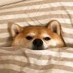 Github Zhouzineng Smp2023 - Premium Nature Background Gallery - Desktop