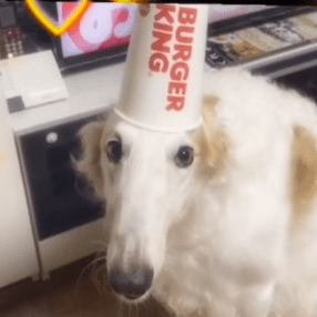 Github Redlib Org Redlib Private Front End For Reddit - Ultra HD 4K Sunset Pictures | Free Download