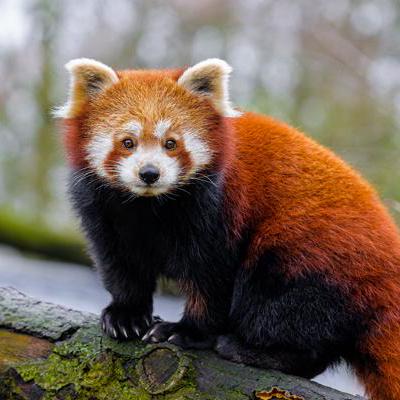 Christian Chrome Christian Github - Mobile Colorful Photos for Desktop