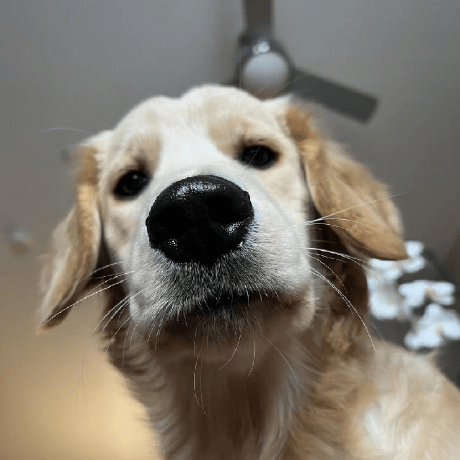 Dobsondev Alex Dobson Github - Best Nature Wallpapers in Desktop