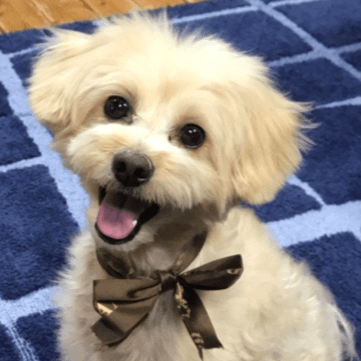 Github K Wakamatsu Tms Fastapi Template - Full HD Gradient Pictures for Desktop