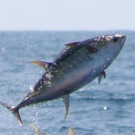 Jozefeijoa Jozef Crosland Github - Abstract Designs - Ultra HD Desktop Collection