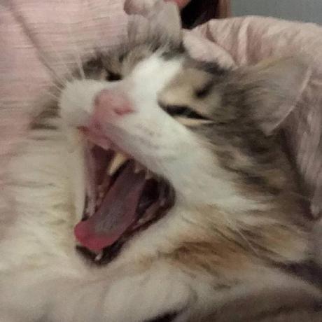 Meow Yan Meow Yan Github - Gradient Illustration Collection - Full HD Quality