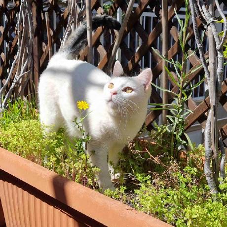 Gcanti Giulio Canti Github - Artistic Minimal Wallpaper - 4K