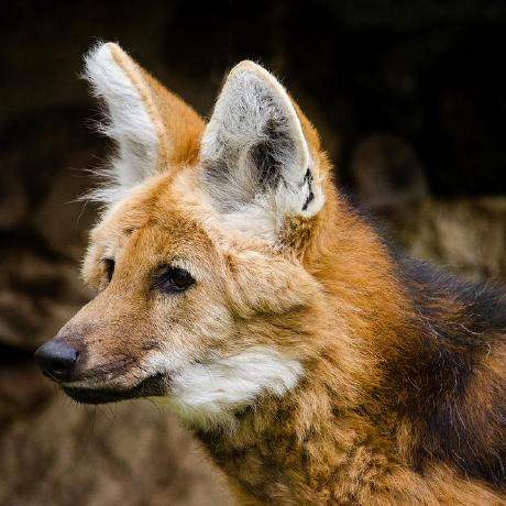 Sotaro Hibino Github - Premium Nature Photo Gallery - Full HD