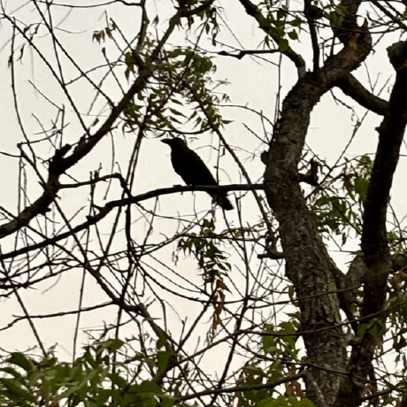 Github Rajagond Coconet Cuda12 - 4K Mountain Pictures for Desktop