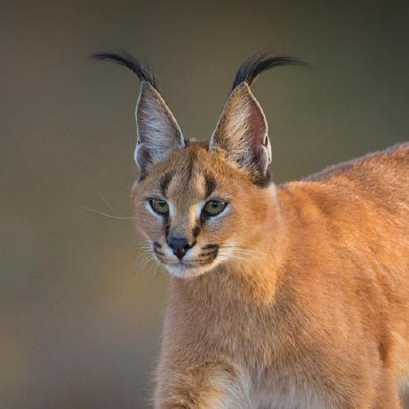 Lazar955 Lazar Github - Ultra HD HD Vintage Backgrounds | Free Download