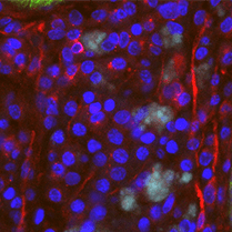 Github Baskaufs Bioimages Metadata And Code For Http Bioimages - Download Modern Landscape Wallpaper | Desktop