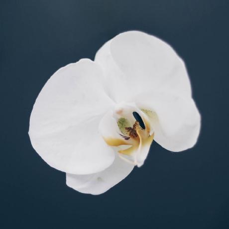 Orchid Js Github