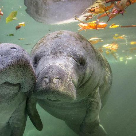 Lustrouselixir Zehua Sheng Github - Professional Abstract Pattern - 4K