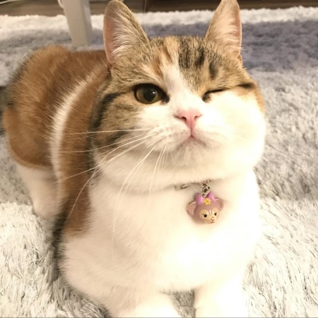 Github Ryo 4947123 Csom Sample - Premium Abstract Art Gallery - High Resolution