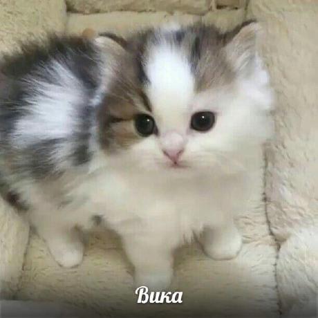 Trofvi Vika Trofimova Github - Mobile Light Designs for Desktop