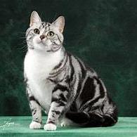 Tidedra Geary Z Github - 8K Light Photos for Desktop