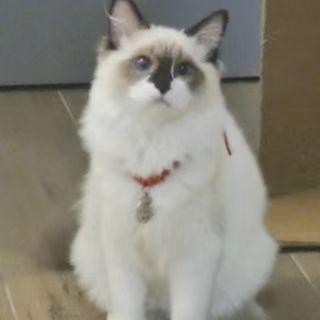 Github Nand Lu Llcnn - Landscape Illustration Collection - 8K Quality