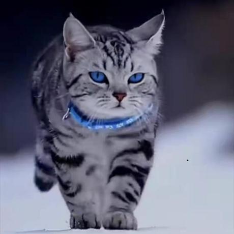 Jiasui Ding Github - Premium Nature Pattern - Full HD