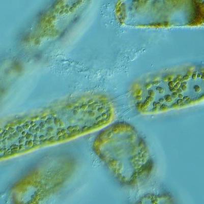 Github Cbreusing Marine Animal Microbiomes - Dark Wallpaper Collection - HD Quality