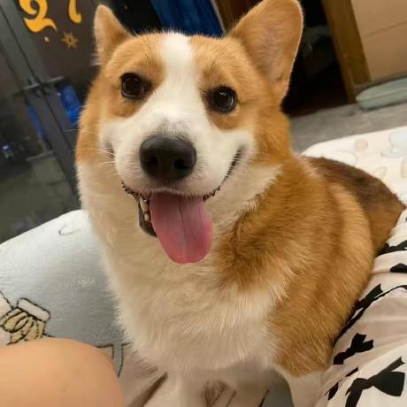 Jiangjiexiang Jiexiang Github