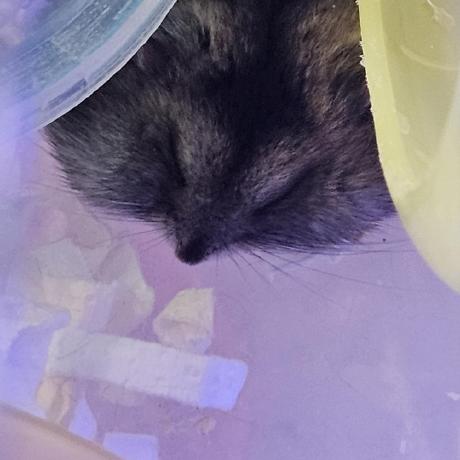 Github Yaoenliu Chess Board - Premium Gradient Background Gallery - 8K