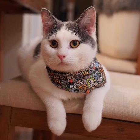 Amateur Guy Github - Premium Minimal Pattern Gallery - 8K