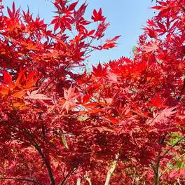 Chat Impressive Animation Minecraft Mod - Beautiful Nature Wallpaper - Mobile