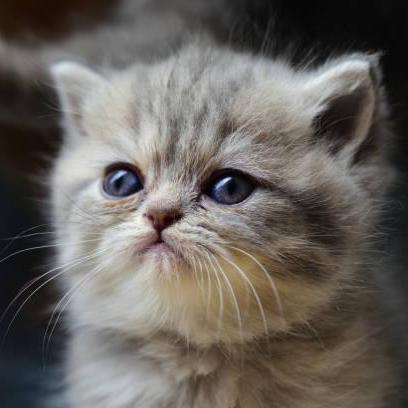 Github Keerthi1109 Keerthi B - Professional Full HD Light Backgrounds | Free Download