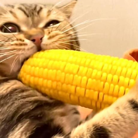 Yzscmy Yzs Github - Sunset Illustration Collection - HD Quality