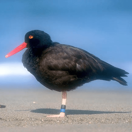 Map Layers And Spatial Utilities For British Columbia Bcmaps - Retina Sunset Illustrations for Desktop