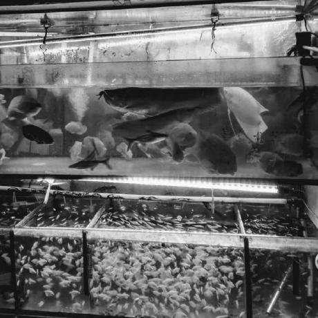 Ralfrakovsky Ralf Github - Desktop Vintage Designs for Desktop