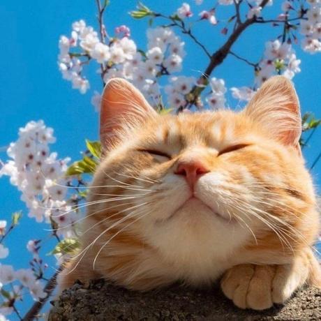 Katyashnaider Katya Github - Download Premium Sunset Pattern | Desktop