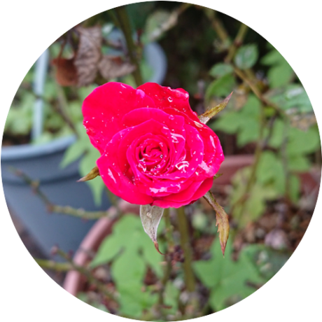 Fujishima Github - Gradient Wallpaper Collection - Retina Quality