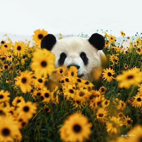 Github Unhans Himgnn The Official Codes And Implementations Of - 8K Nature Images for Desktop