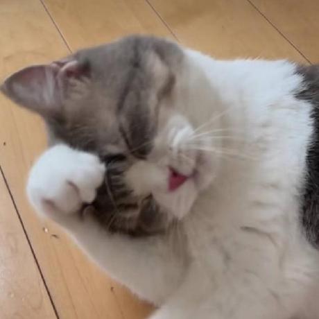 Kitty Xuan Github - Perfect High Resolution City Photos | Free Download