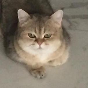 Releases Wermipls Mimi Github - Premium Minimal Texture Gallery - Retina