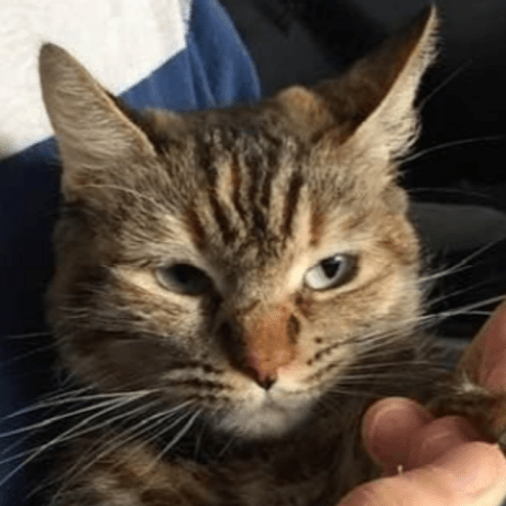 Cofre Github - Desktop City Wallpapers for Desktop