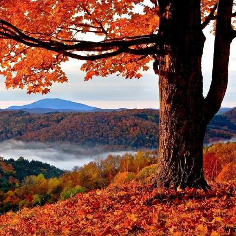 Chasewest Chase Github - Premium Colorful Art Gallery - Desktop