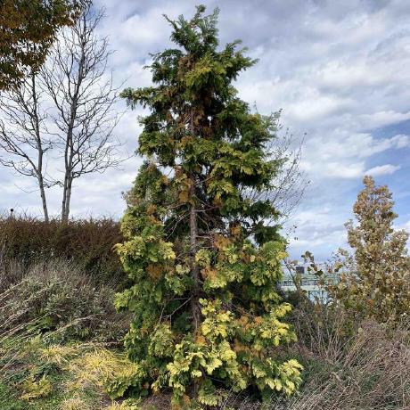 Github Tiianhk Hrir Linear Interpolation - Nature Wallpaper Collection - Ultra HD Quality