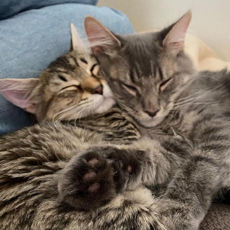 Clriggs Github - Modern Nature Wallpaper - Desktop