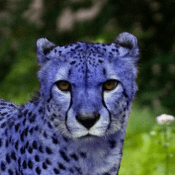 Contact Blue Cheetah - Download Beautiful Nature Wallpaper | Ultra HD
